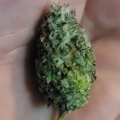 Punchberry Cookies Rbx growlog photo: Wet trimmed