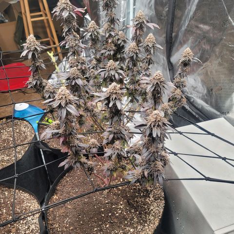 Punchberry Cookies Rbx growlog photo: Harvest day