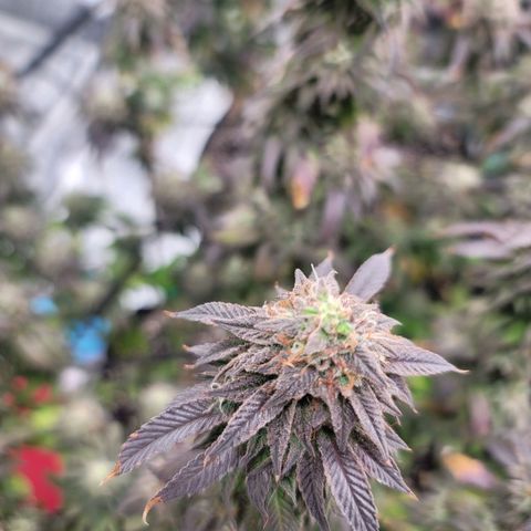 Punchberry Cookies Rbx growlog photo: Late flowering 