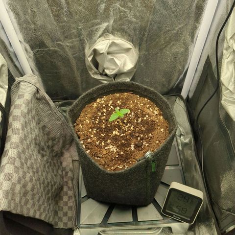 Shimo (K-Mintz x RS11) Ripper Seeds - BioBizz growlog timeline photo