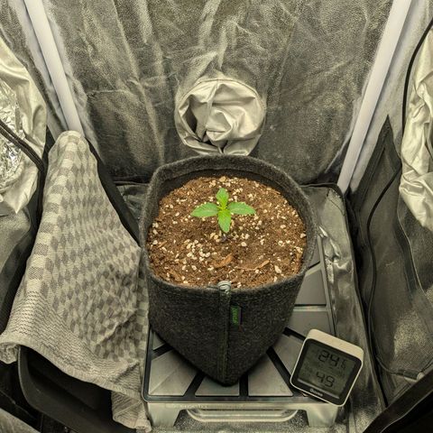 Shimo (K-Mintz x RS11) Ripper Seeds - BioBizz growlog timeline photo