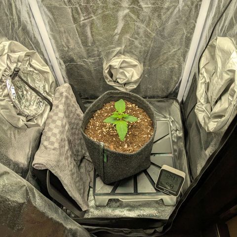 Shimo (K-Mintz x RS11) Ripper Seeds - BioBizz growlog timeline photo