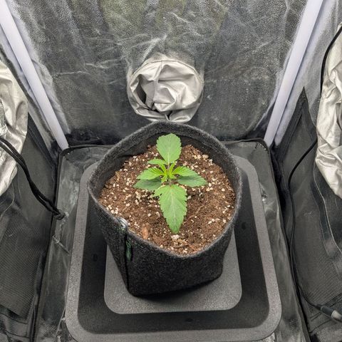 Shimo (K-Mintz x RS11) Ripper Seeds - BioBizz growlog timeline photo
