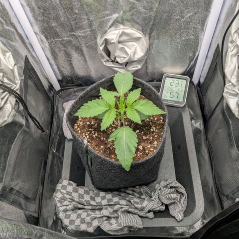 Shimo (K-Mintz x RS11) Ripper Seeds - BioBizz growlog timeline photo