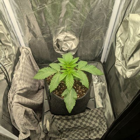 Shimo (K-Mintz x RS11) Ripper Seeds - BioBizz growlog timeline photo