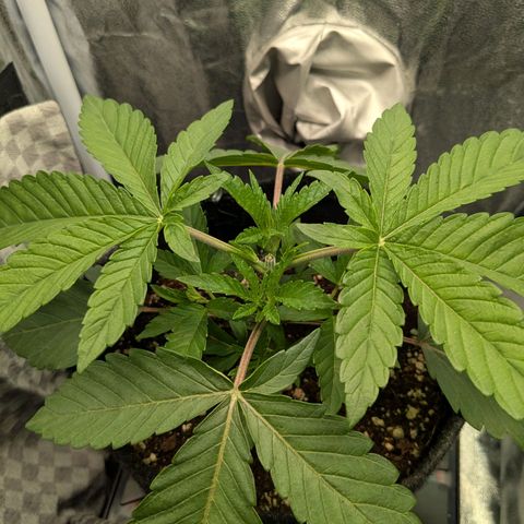 Shimo (K-Mintz x RS11) Ripper Seeds - BioBizz growlog timeline photo