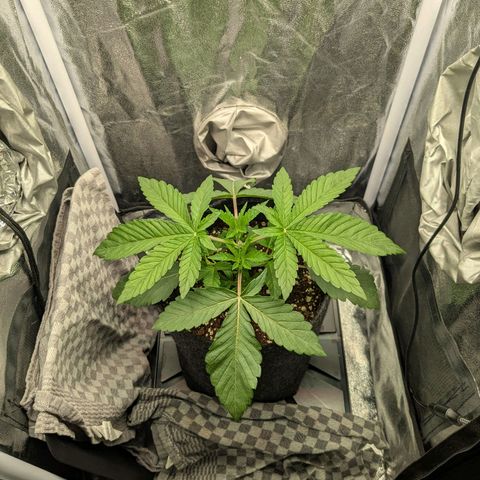 Shimo (K-Mintz x RS11) Ripper Seeds - BioBizz growlog timeline photo