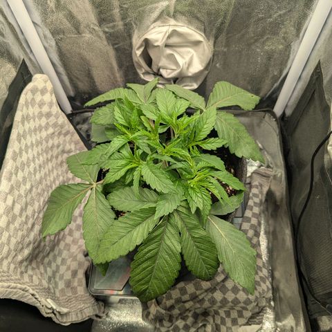 Shimo (K-Mintz x RS11) Ripper Seeds - BioBizz growlog timeline photo