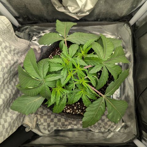Shimo (K-Mintz x RS11) Ripper Seeds - BioBizz growlog timeline photo