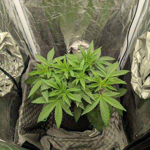 Shimo (K-Mintz x RS11) Ripper Seeds - BioBizz growlog timeline photo