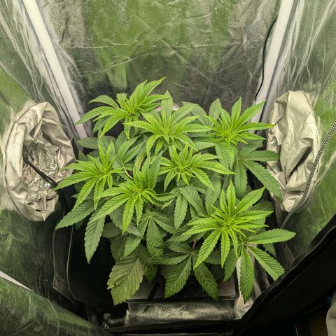 Shimo (K-Mintz x RS11) Ripper Seeds - BioBizz growlog timeline photo