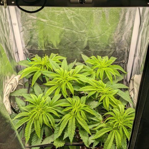 Shimo (K-Mintz x RS11) Ripper Seeds - BioBizz growlog timeline photo