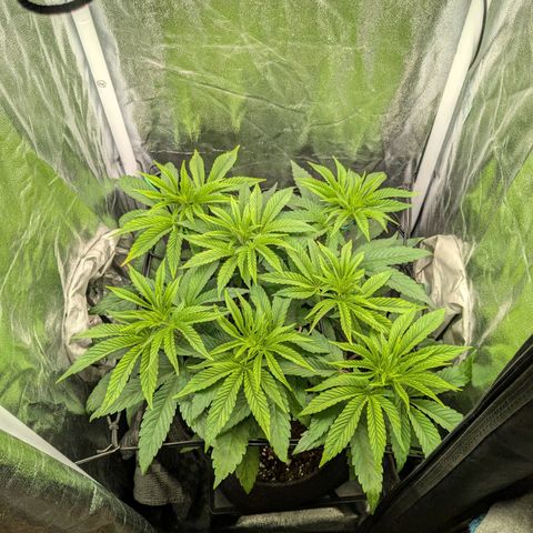 Shimo (K-Mintz x RS11) Ripper Seeds - BioBizz growlog timeline photo