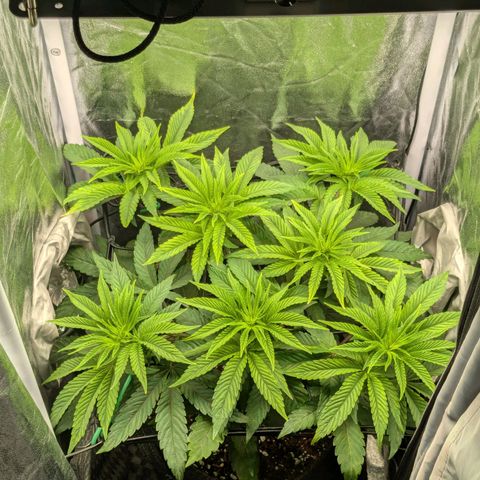 Shimo (K-Mintz x RS11) Ripper Seeds - BioBizz growlog timeline photo