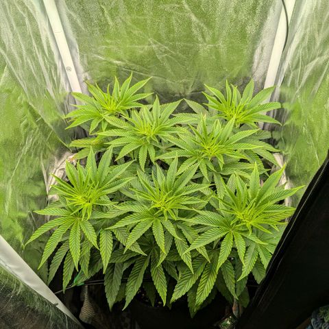 Shimo (K-Mintz x RS11) Ripper Seeds - BioBizz growlog timeline photo