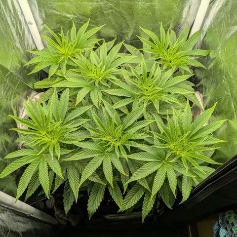 Shimo (K-Mintz x RS11) Ripper Seeds - BioBizz growlog timeline photo