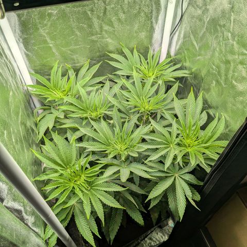 Shimo (K-Mintz x RS11) Ripper Seeds - BioBizz growlog timeline photo