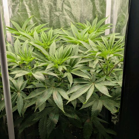 Shimo (K-Mintz x RS11) Ripper Seeds - BioBizz growlog timeline photo
