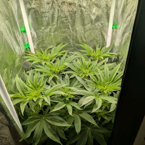 Shimo (K-Mintz x RS11) Ripper Seeds - BioBizz growlog timeline photo