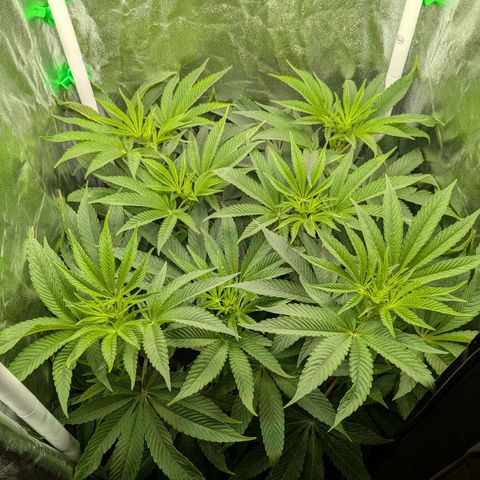 Shimo (K-Mintz x RS11) Ripper Seeds - BioBizz growlog timeline photo