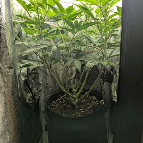 Shimo (K-Mintz x RS11) Ripper Seeds - BioBizz growlog timeline photo