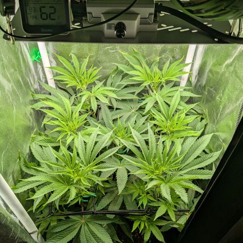 Shimo (K-Mintz x RS11) Ripper Seeds - BioBizz growlog timeline photo