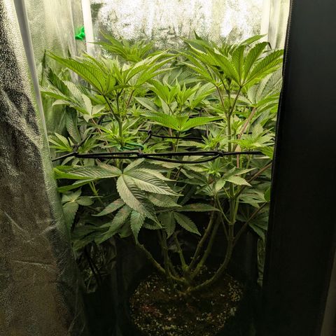 Shimo (K-Mintz x RS11) Ripper Seeds - BioBizz growlog timeline photo