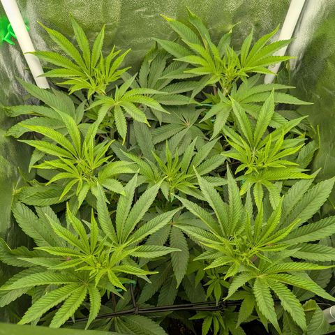 Shimo (K-Mintz x RS11) Ripper Seeds - BioBizz growlog timeline photo
