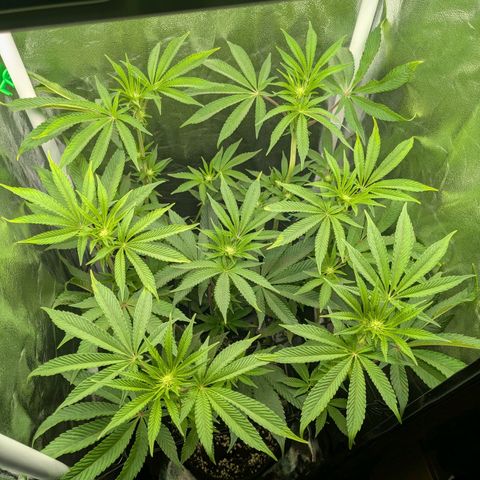 Shimo (K-Mintz x RS11) Ripper Seeds - BioBizz growlog timeline photo