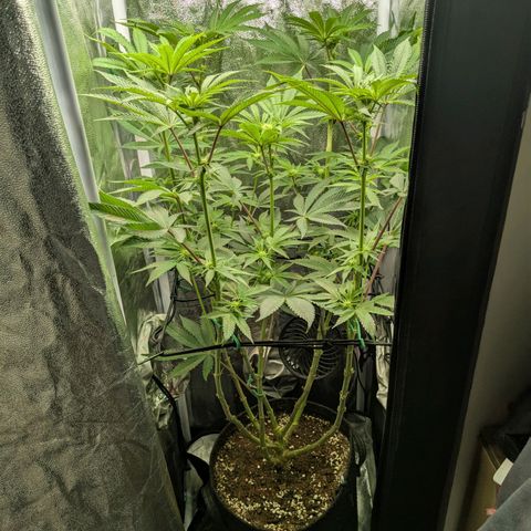 Shimo (K-Mintz x RS11) Ripper Seeds - BioBizz growlog timeline photo
