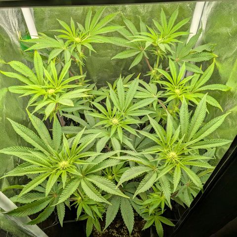 Shimo (K-Mintz x RS11) Ripper Seeds - BioBizz growlog timeline photo
