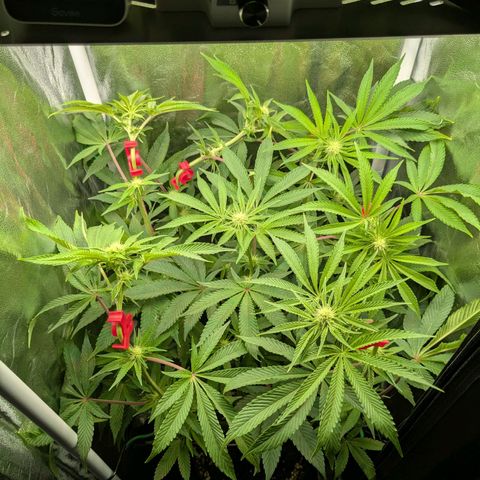 Shimo (K-Mintz x RS11) Ripper Seeds - BioBizz growlog timeline photo