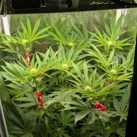 Shimo (K-Mintz x RS11) Ripper Seeds - BioBizz growlog timeline photo