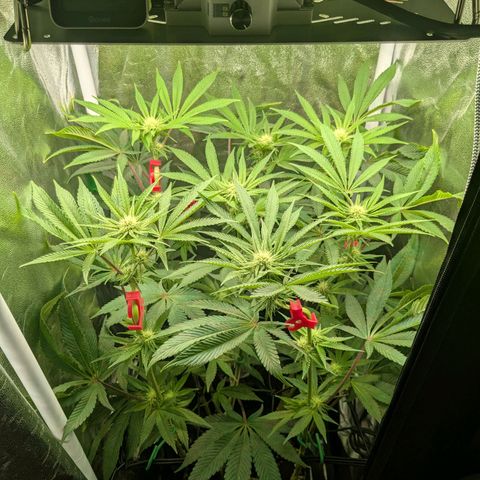 Shimo (K-Mintz x RS11) Ripper Seeds - BioBizz growlog timeline photo