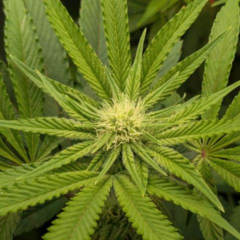 Shimo (K-Mintz x RS11) Ripper Seeds - BioBizz growlog timeline photo
