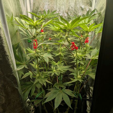 Shimo (K-Mintz x RS11) Ripper Seeds - BioBizz growlog timeline photo