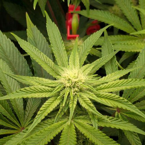Shimo (K-Mintz x RS11) Ripper Seeds - BioBizz growlog timeline photo