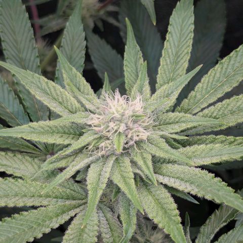 Shimo (K-Mintz x RS11) Ripper Seeds - BioBizz growlog timeline photo