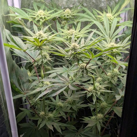 Shimo (K-Mintz x RS11) Ripper Seeds - BioBizz growlog timeline photo