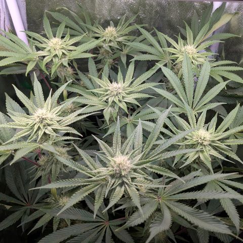 Shimo (K-Mintz x RS11) Ripper Seeds - BioBizz growlog timeline photo