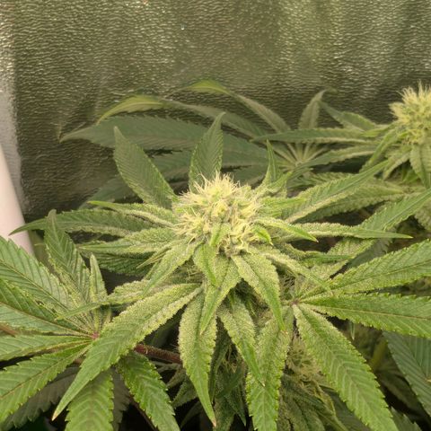 Shimo (K-Mintz x RS11) Ripper Seeds - BioBizz growlog timeline photo