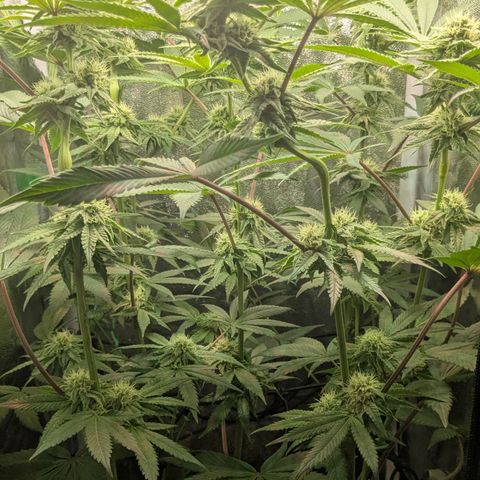Shimo (K-Mintz x RS11) Ripper Seeds - BioBizz growlog timeline photo