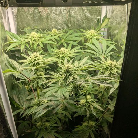 Shimo (K-Mintz x RS11) Ripper Seeds - BioBizz growlog timeline photo