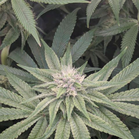 Shimo (K-Mintz x RS11) Ripper Seeds - BioBizz growlog timeline photo