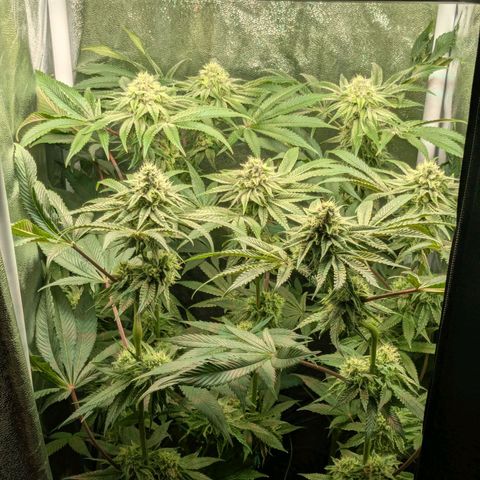 Shimo (K-Mintz x RS11) Ripper Seeds - BioBizz growlog timeline photo