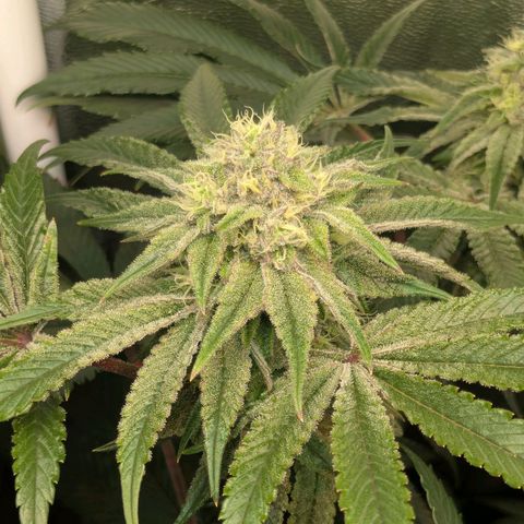 Shimo (K-Mintz x RS11) Ripper Seeds - BioBizz growlog timeline photo