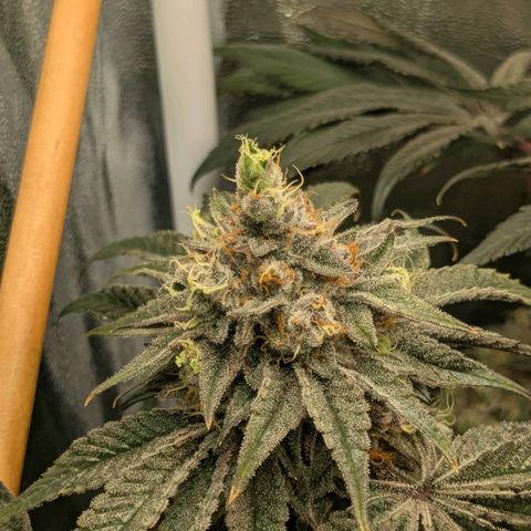 Shimo (K-Mintz x RS11) Ripper Seeds - BioBizz growlog timeline photo