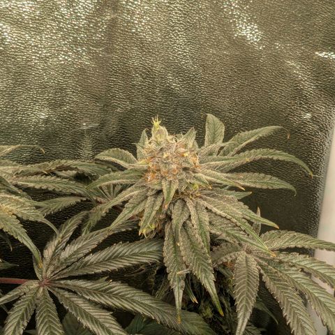 Shimo (K-Mintz x RS11) Ripper Seeds - BioBizz growlog timeline photo