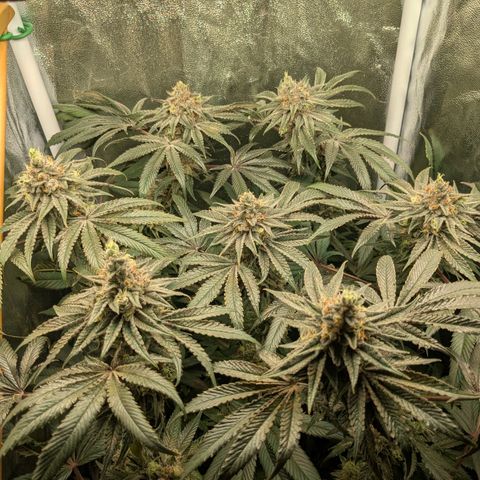 Shimo (K-Mintz x RS11) Ripper Seeds - BioBizz growlog timeline photo