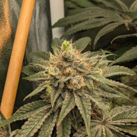 Shimo (K-Mintz x RS11) Ripper Seeds - BioBizz growlog timeline photo